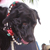 Pet Masquerade and Parade 2004 photo - Duval Street, Key West